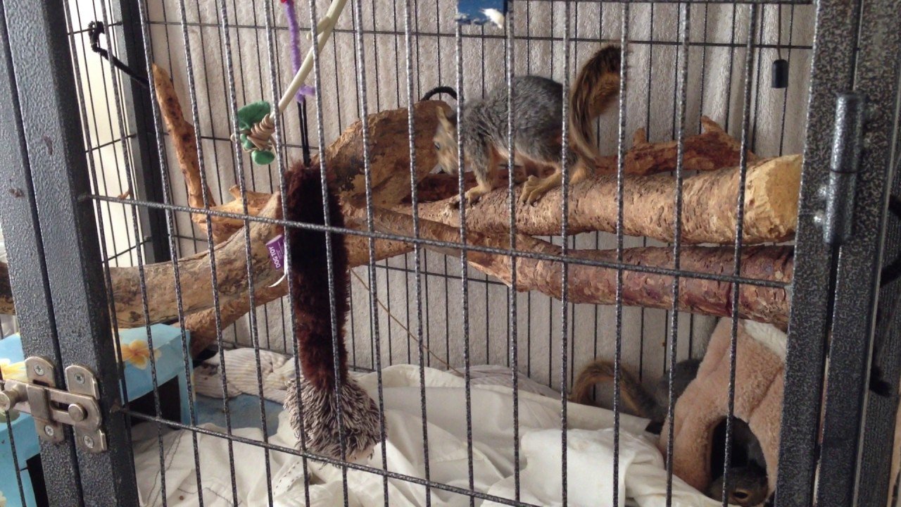 🐿️ 킨카산 다람쥐 마을 (기후 킨카잔 리스무라) 이미지 8